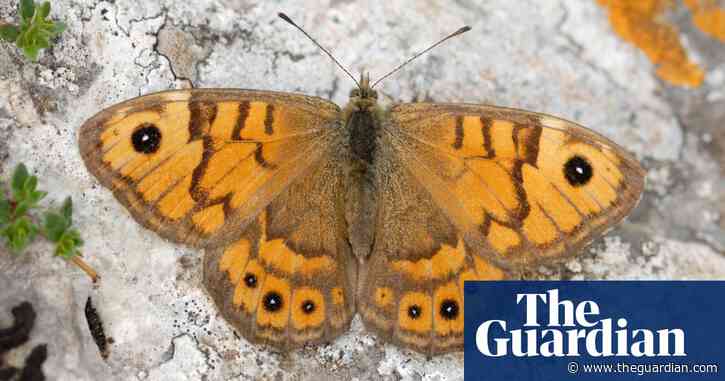 Butterflywatch: this fine season could last into October