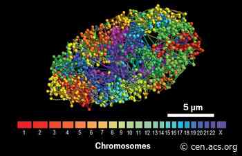 Imaging chromatin architecture at the genome scale - Chemical & Engineering News