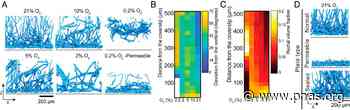 Fungal biofilm architecture produces hypoxic microenvironments that drive antifungal resistance - pnas.org