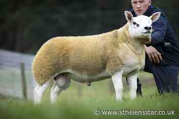 'World's most expensive sheep' sells for £367500 - St Helens Star