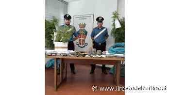 Coltiva ‘erba’ in casa: imprenditore nei guai - il Resto del Carlino