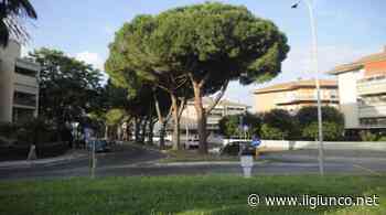 Una lettrice: «Taglio erba alle 6 di mattina» Sistema: «Rumore paragonabile a un motorino» - IlGiunco.net