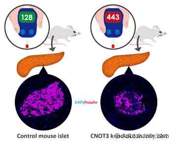 Researchers Surprised: Common Protein Is Key Player in Diabetes