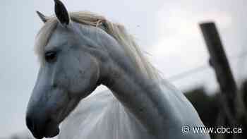 France's horses killed in mysterious ritual-like mutilations