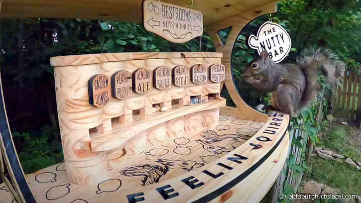 ‘The Nutty Bar’: Ohio Man Built A Backyard Squirrel Bar With Seven Varieties Of Nuts On Tap
