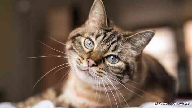 Drug used to treat coronavirus in cats may be effective for humans too: study