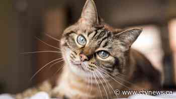 Drug used to treat coronavirus in cats may be effective for humans too: study