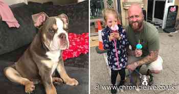 Gateshead puppy suffers extreme reaction after falling into hot tub - Chronicle Live