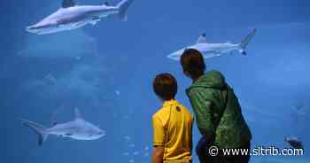 Utah arts groups and venues receive $9 million in pandemic-survival grants - Salt Lake Tribune