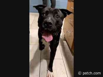 Adorable Adoptable Pets Of The Week For Baltimore County - Dundalk, MD Patch