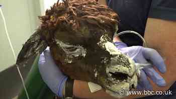 Animals rescued from deadly California wildfires