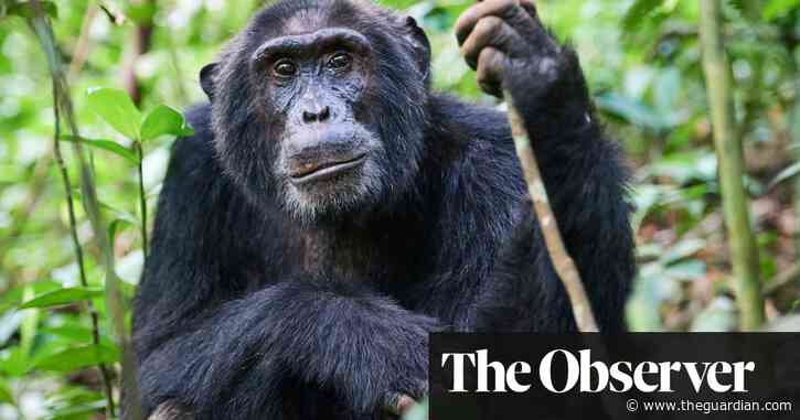 Rampant destruction of forests ‘will unleash more pandemics’