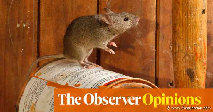 Toads, spiders, daddy long legs, even mice: let them all share our homes