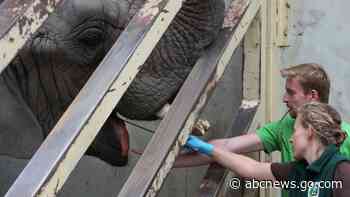 Zoo testing effect of hemp oil on elephants' stress