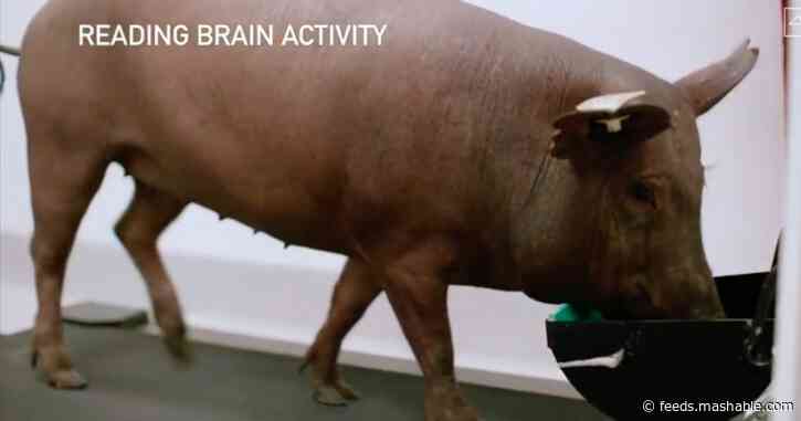 Elon Musk parades about Neuralink-wired pig, and this is apparently the future