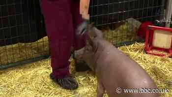 Neuralink: Elon Musk unveils pig with chip in its brain