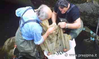 Turbigo: strage di pesci nel Naviglio - La Prealpina