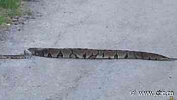 Niagara police searching for ball python on the loose in Beamsville