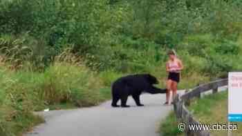 Black bear filmed on popular Coquitlam, B.C., trail taking a swipe at runner