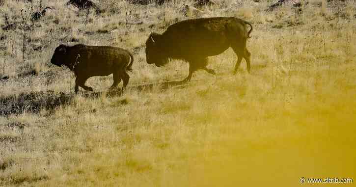 Antelope Island trail runner dies after possible bison attack