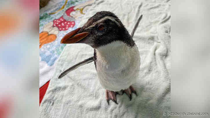 Endangered ‘Pierre The Penguin’ Loves To Watch A Show About Penguins