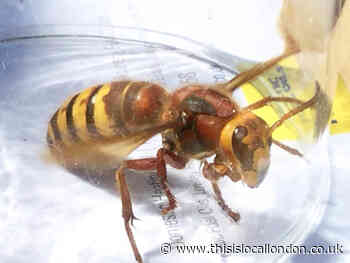 Asian hornets to invade UK: Experts say this is when they'll arrive