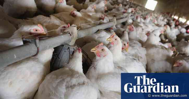 Hundreds of thousands of chickens to be culled after Covid disruption