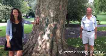 Call to help the Bristol parks which saved us during lockdown