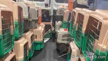 43 cats are traveling from Houston to a Cincinnati animal shelter - WXIX