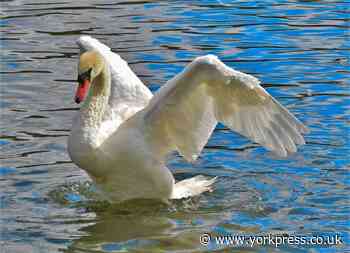 Seven swans killed on train track in Haxby near York