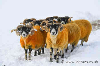 World's most expensive sheep fetches record auction price of £368,000