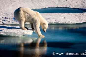 Man killed by polar bear at a campsite in the Arctic region of Svalbard, Norway