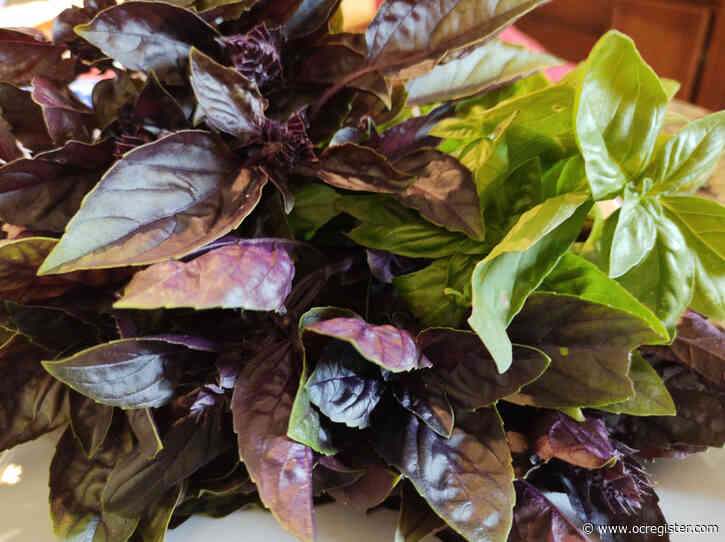 How to spice up your garden with unique herb varieties