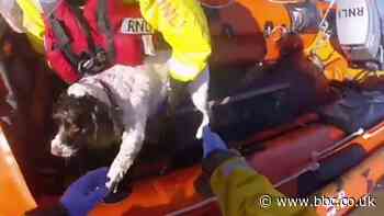 Rhyl RNLI crew pick up dog half a mile out to sea