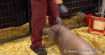 'Three little pigs': Elon Musk's Neuralink puts computer chips in pigs' brains