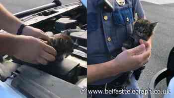 Abandoned kitten adopted after weekend hidden in police car’s engine