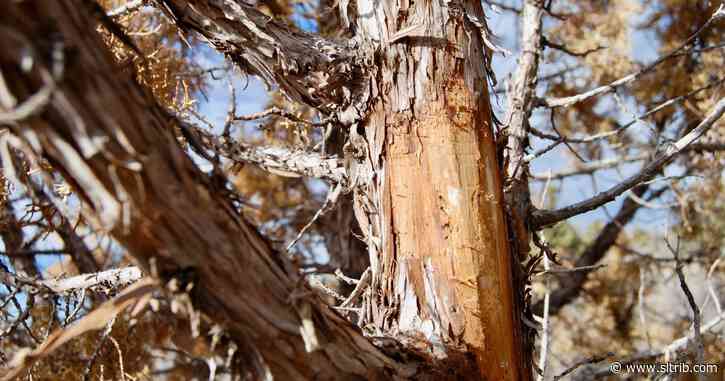 Heat, drought make for miserable combo for southwest U.S.