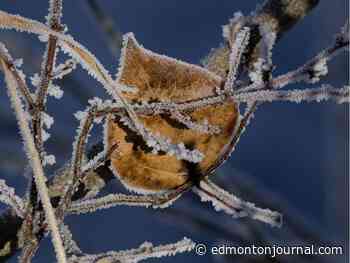 Edmonton weather: Windy, cool, with a risk of FROST overnight - Edmonton Journal