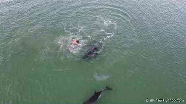 Playful Dolphins Frolic With Beachgoers Off New Zealand's Waiheke Island