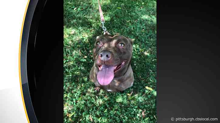 Furry Tails: Healing Jazz’s Scars