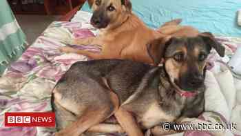 Searching for the lost dogs of the Beirut blast