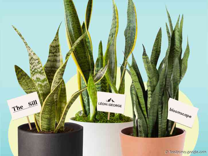 We compared 3 of the most popular online plant shops — here's how their shipping and return policies and plant care advice stack up