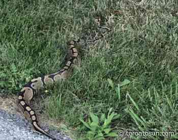 Escaped python on the loose in Beamsville - Toronto Sun