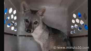 FOTO: Esta hermosura de zorro fue rescatado tras ingresar a una empresa en el barrio Cristo Rey - Minuto30.com