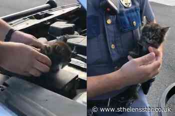 Abandoned kitten adopted after weekend hidden in police car's engine - St Helens Star
