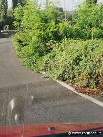 Erba alta in lungo Stura Lazio e curva delle Cento Lire, Petrarulo: "Il taglio è un optional?" - TorinOggi.it