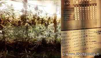 Catania. Piano superiore con vista «erba»: arrestato 56enne coltivatore indoor di cannabis indica - Libertà Sicilia