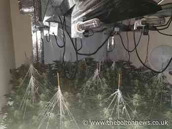 Large cannabis farm found on Elizabeth Street, Leigh