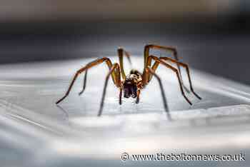 It's spider season: 7 ways to keep them out of your house (and which ones work)
