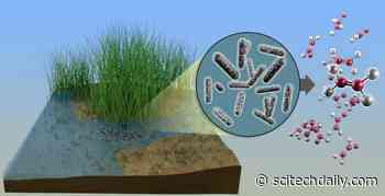 Sulfur-Scavenging Bacteria Could Be Key to Biomanufacturing Common Component of Plastic